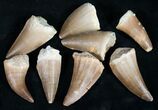 Bulk Fossil Mosasaur Teeth - Pack (For Ryan) #39466-1